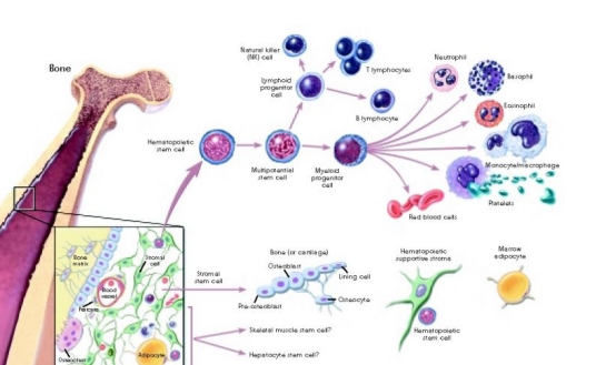 干细胞和免疫细胞有何不同？让我们一探究竟！