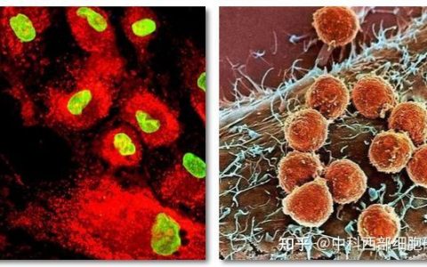 干细胞知识科普：免疫细胞与干细胞的区别