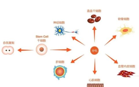 招募二十五名患者免费接受宫血干细胞静脉输注治疗！宫血干细胞治疗酒精性肝硬化失代偿期的前瞻性研究项目（附联系方式）