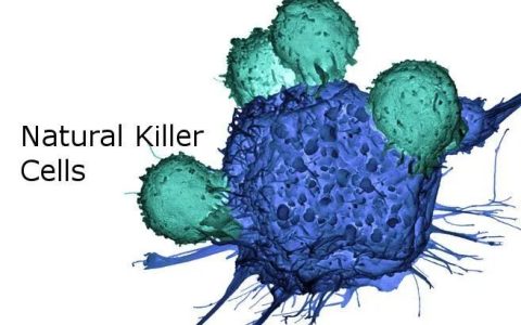 人体免疫系统中的NK细胞，防癌、抵御病毒、抗衰老一肩挑