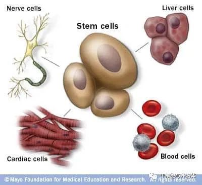 梅奥诊所 | 干细胞是什么以及它们的作用