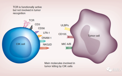 CIK单次治疗9.5万,CAR-CIK横空出世,有望决胜120万一针的CAR-T