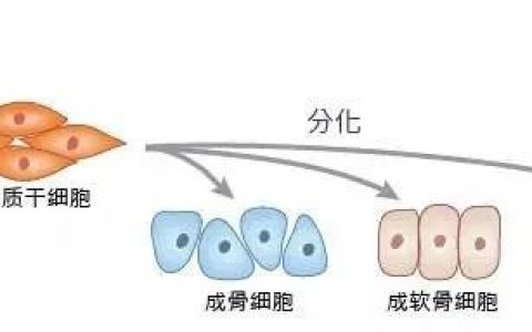 中国第一款iPSC来源iMSC横空出世