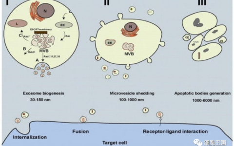 《国际分子科学杂志》｜综述间充质干细胞来源的外泌体治疗癌症：机遇和挑战