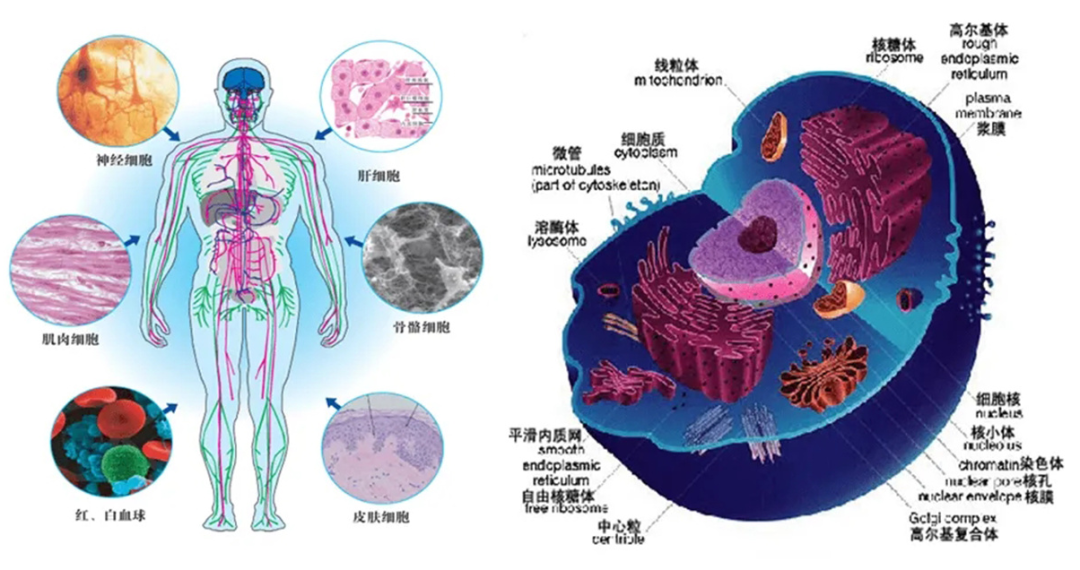 干细胞治疗的三大原理，你真的了解吗？