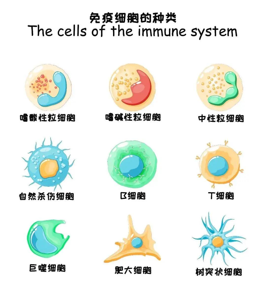 免疫细胞的主要功能及作用