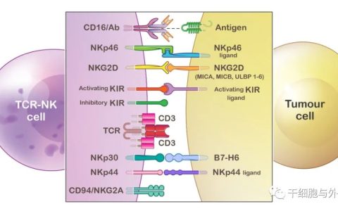 TCR-NK 细胞：癌症免疫治疗的新来源