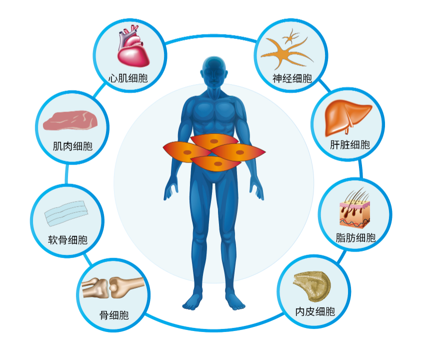 干细胞五大作用，每一项都至关重要