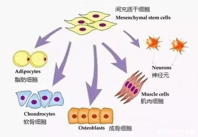 干细胞治疗的三大原理，你真的了解吗？