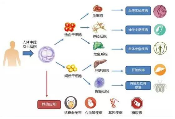 干细胞治疗的三大原理，你真的了解吗？