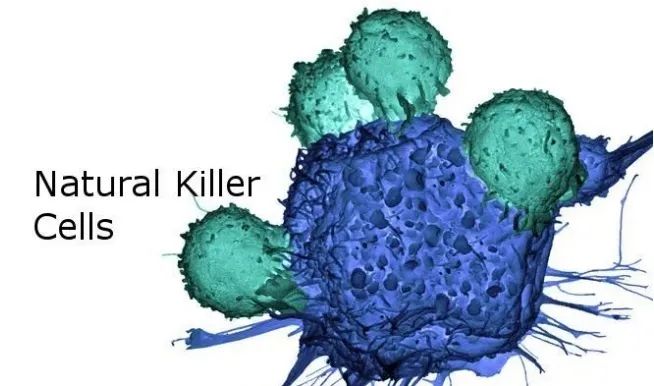 NK细胞免疫疗法治肿瘤，是黑幕，还是黑马？