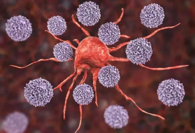 免疫系统衰退的危害，免疫细胞与干细胞如何助力？