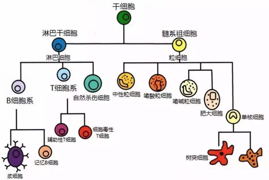 肿瘤的分类与免疫治疗