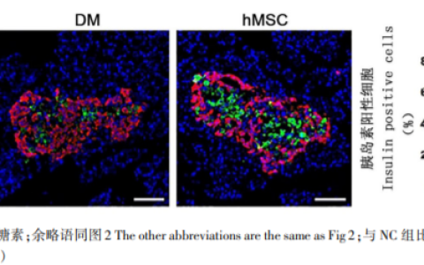解放军总医院 | 间充质干细胞移值有效降低血糖、改善胰岛素敏感性,并增加胰岛内 β 细胞数量