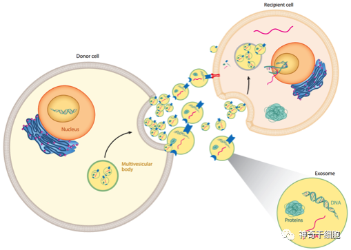 干细胞外泌体应用广泛，效果显著！
