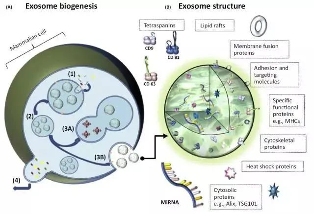 【外泌体科普】4个问题快速了解外泌体