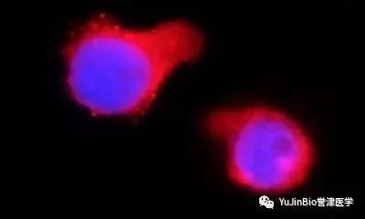 干细胞领域研究进展一览