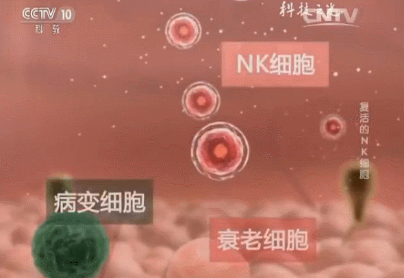 NK细胞看这一篇就够了 | 人体先天免疫细胞的核心，防癌、抵御病毒、抗衰老