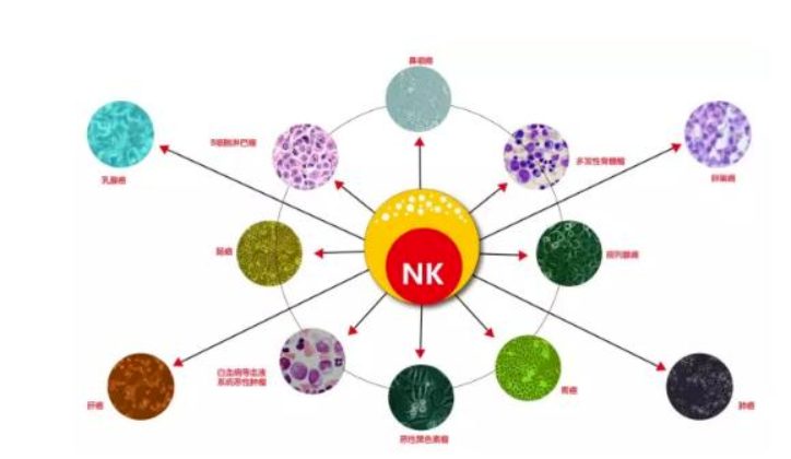 NK细胞看这一篇就够了 | 人体先天免疫细胞的核心，防癌、抵御病毒、抗衰老