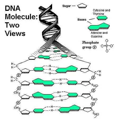 回输干细胞会篡改你的DNA吗？