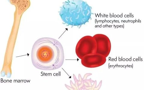科普|自体VS异体干细胞回输，疑问一网打尽！