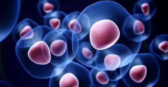 干细胞给身体带来什么变化？五脏六腑年轻化！