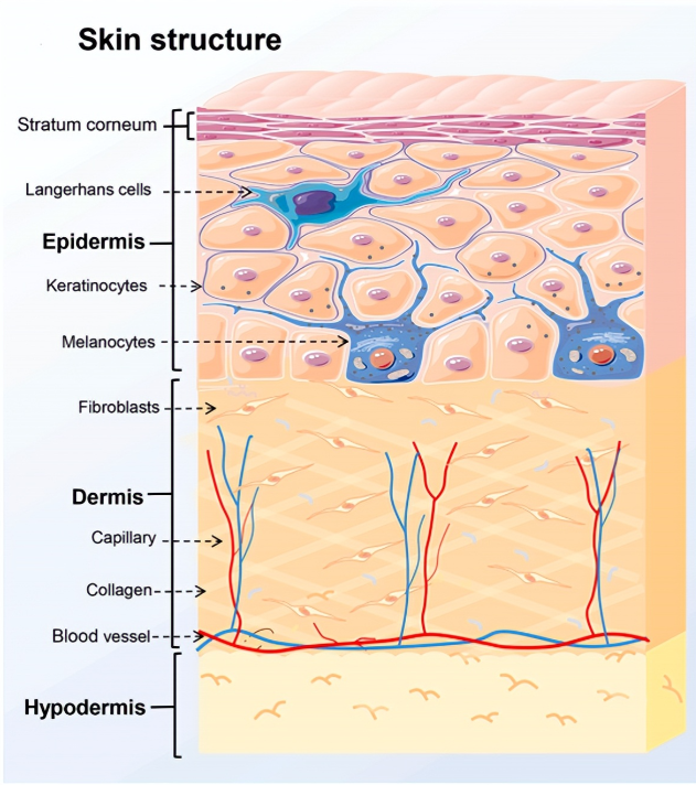 干细胞外泌体 | 在抗皮肤老化中起重要的作用