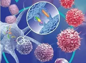 科学实锤！NK免疫细胞远比人们想象的要强大，它的分泌物也可抗癌