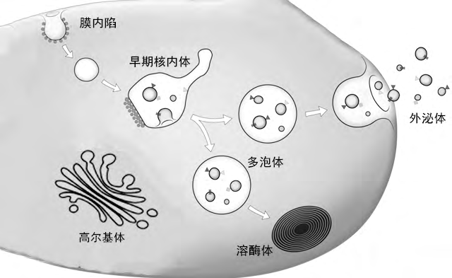 关于干细胞治疗心血管疾病的问与答