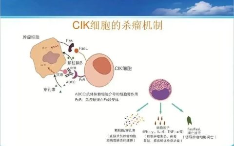 CIK细胞疗法