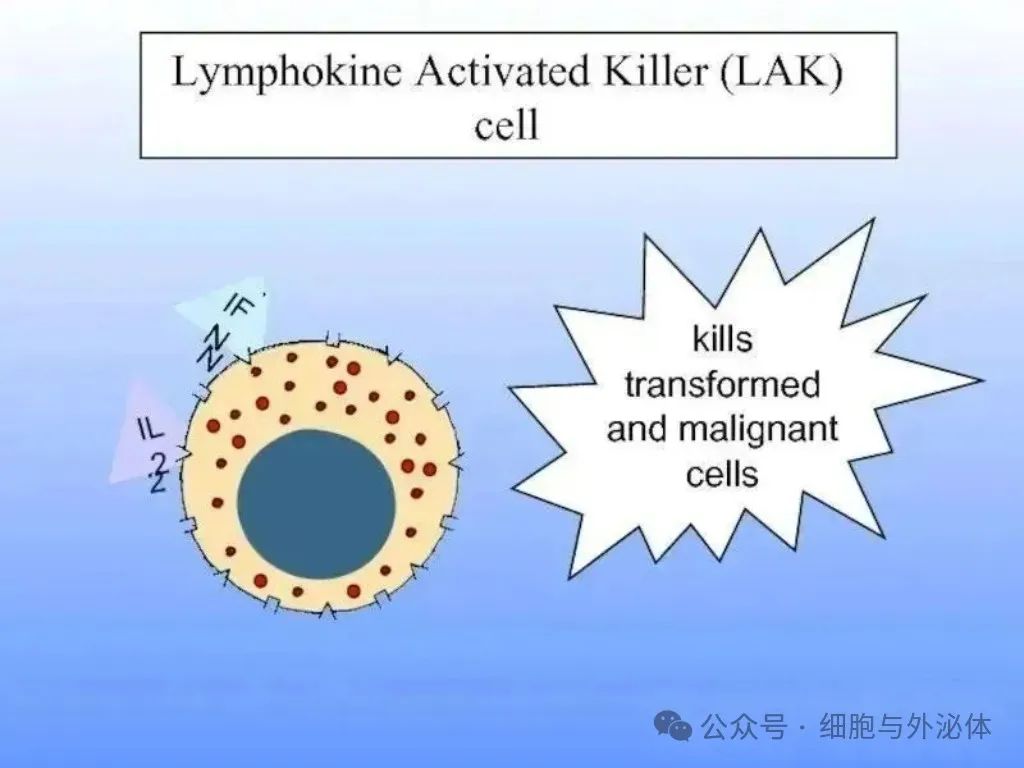 十种细胞免疫疗法：有何优劣？