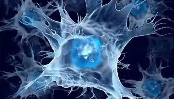 更具价值的免疫细胞——NK细胞，它与健康长寿有密切的关系