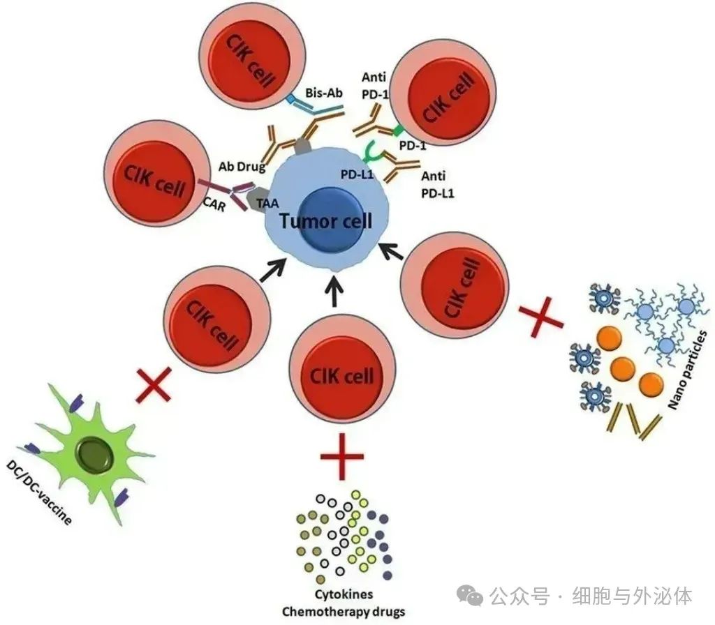 十种细胞免疫疗法：有何优劣？