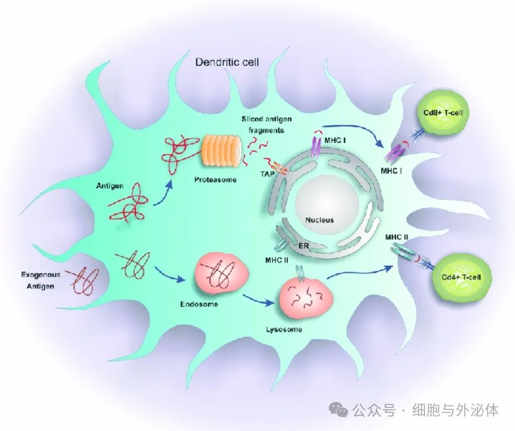 十种细胞免疫疗法：有何优劣？