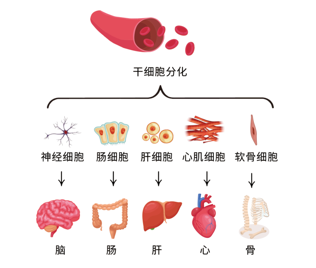 “打干细胞”是什么意思？