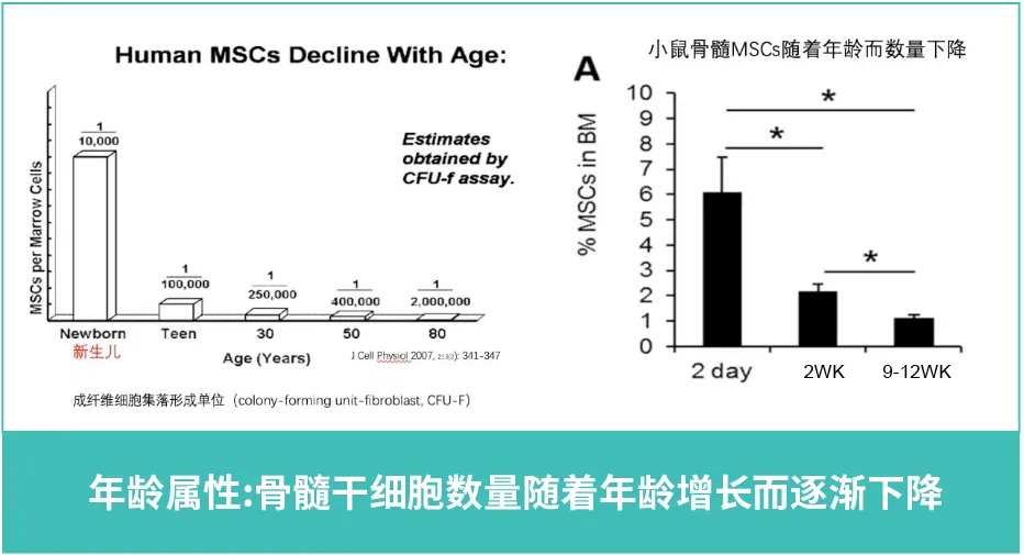 细说骨髓、脐带、脂肪3种来源干细胞的区别