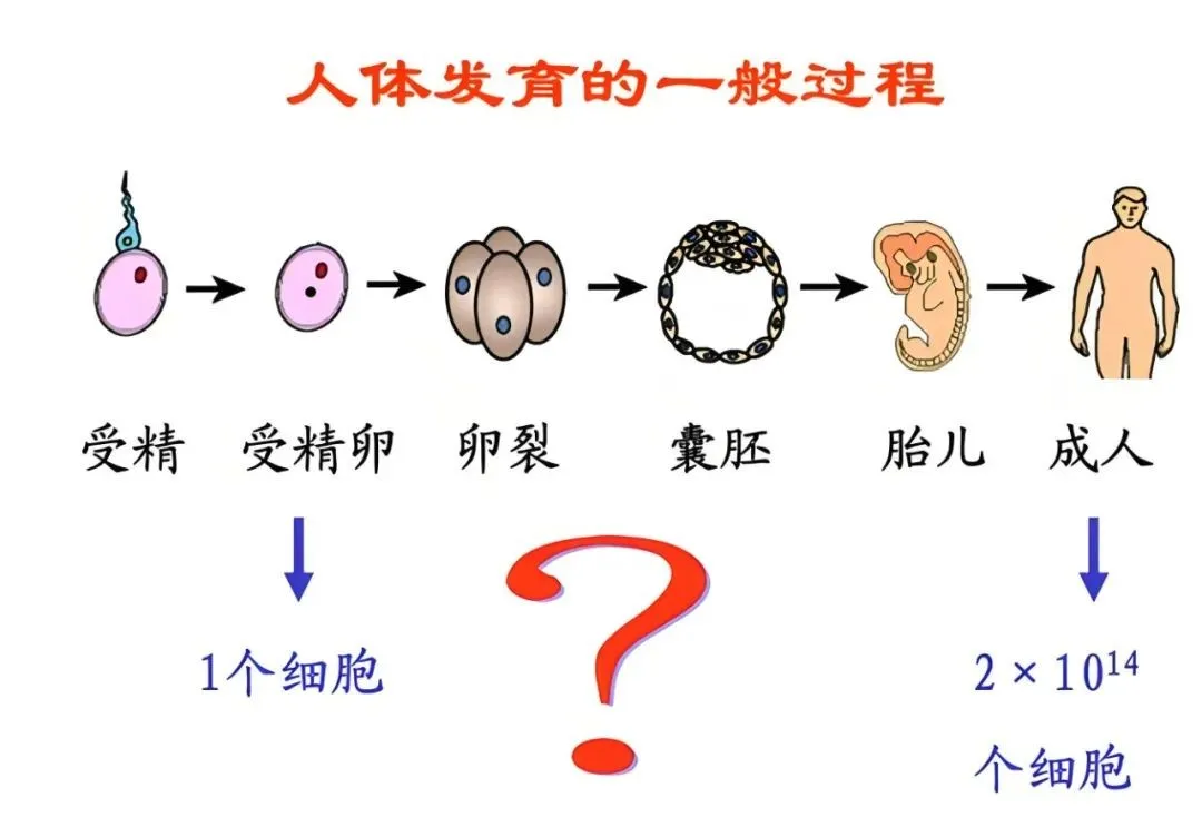 中科院院士裴钢：干细胞具有改变每个人命运和整个人类社会的潜力！