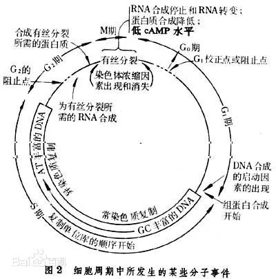 细胞代数≠质量好坏，掌握干细胞真正质量标准，谨防上当！