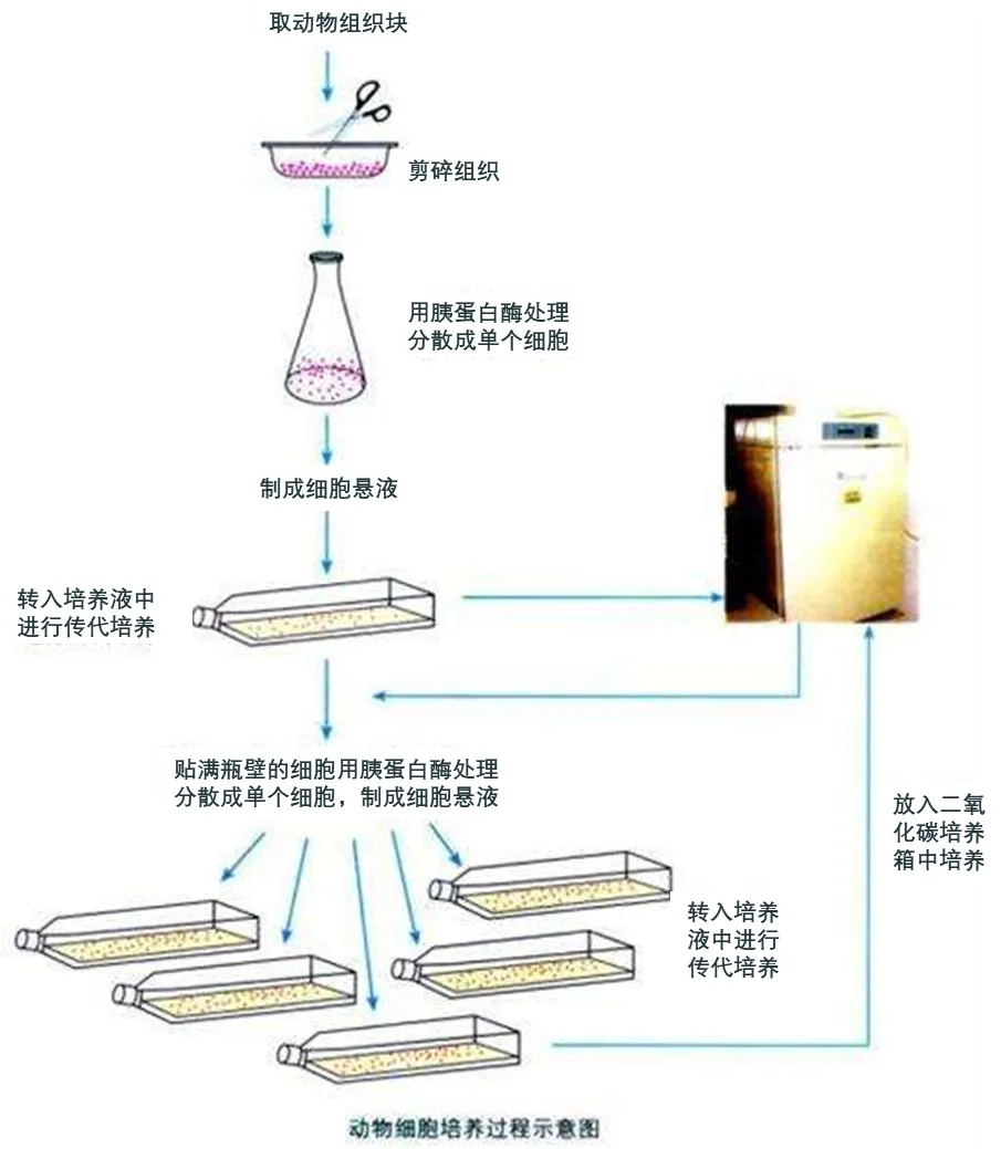 细胞代数≠质量好坏，掌握干细胞真正质量标准，谨防上当！