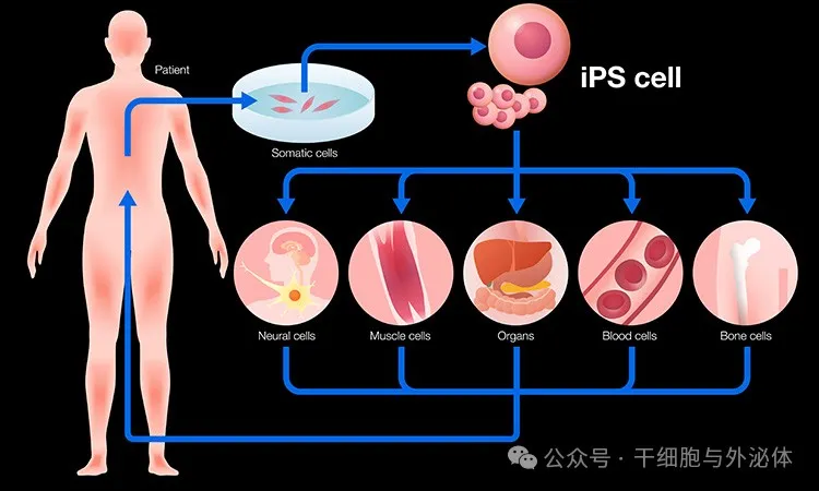 未来科学大奖：个人制备储存iPS细胞成为细胞治疗应用的主要趋势