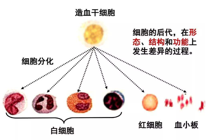 选对细胞是免疫力提升的关键：干细胞和免疫细胞，谁才是你的最佳选择？