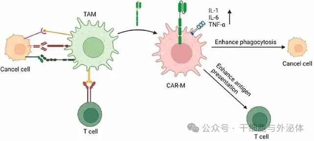 未来科学大奖：个人制备储存iPS细胞成为细胞治疗应用的主要趋势