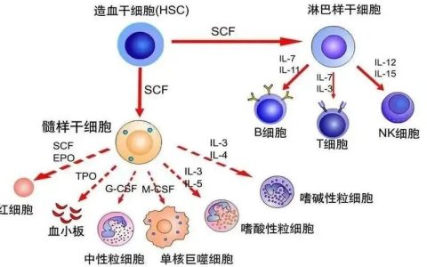 选对细胞是免疫力提升的关键：干细胞和免疫细胞，谁才是你的最佳选择？