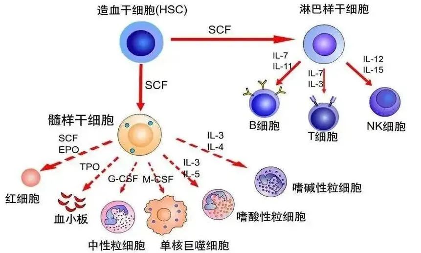 选对细胞是免疫力提升的关键：干细胞和免疫细胞，谁才是你的最佳选择？