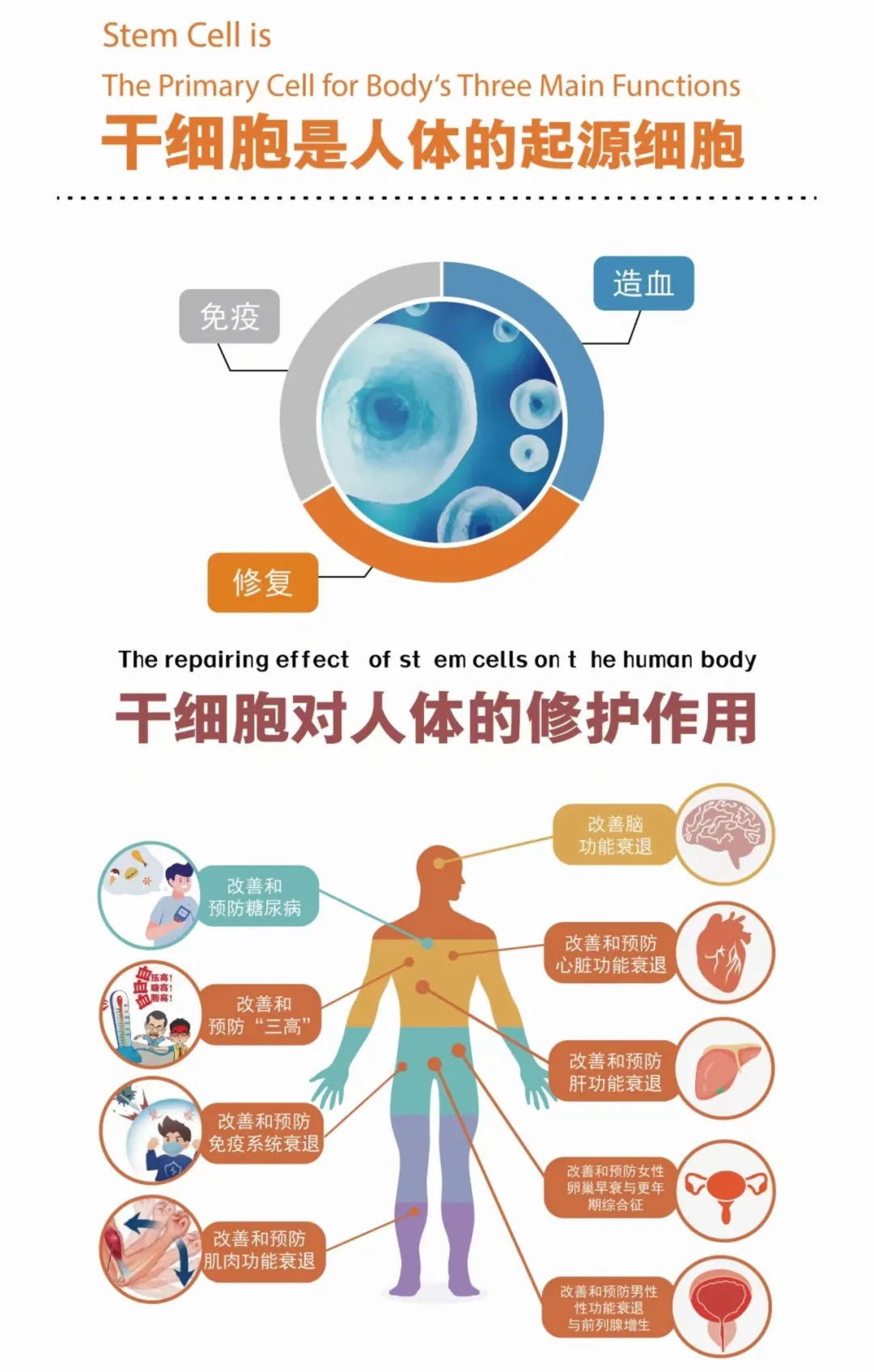 干细胞抗衰老一年需要回输1次、2次还是3次？