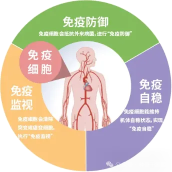 揭秘！免疫细胞回输人体后那些肉眼可见的改变！