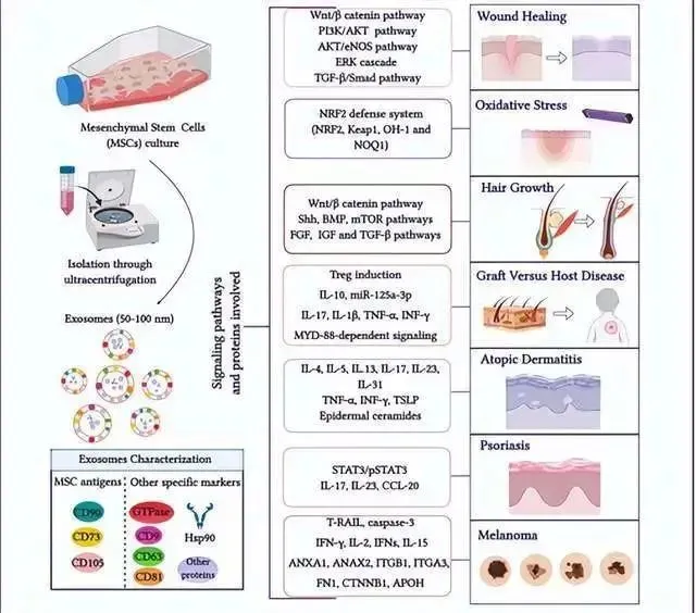 日常焕变：揭秘干细胞外泌体如何温柔抹去岁月“斑”驳