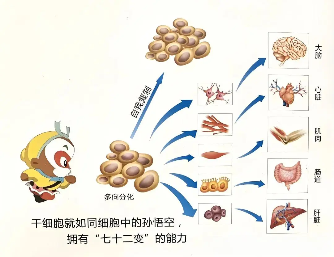 细胞治疗：未来10年改变疾病治疗格局的未来之星