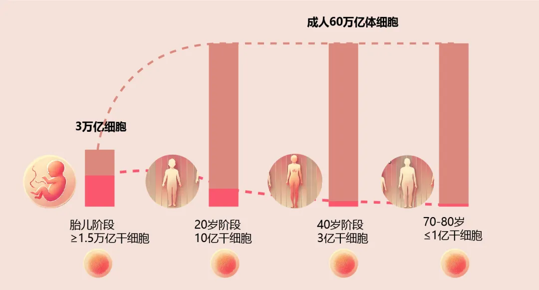 央视揭秘：40岁干细胞数量剧减，加速衰老！探索激活修复力，有效延缓衰老之道