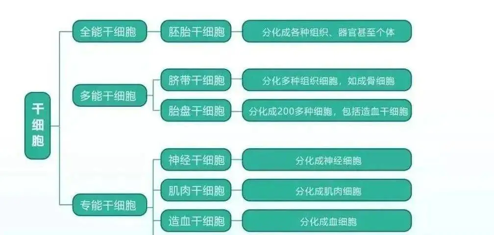 一次了解干细胞疗法的26个问题！